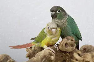 Psittacinae: Blue Green-cheeked and Pineapple-cinnamon Conures