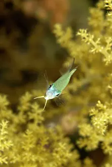 Chromis: Blue Green Damselfish