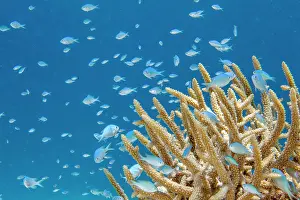 Chromis: Blue green Damselfish (Chromis viridis) and Staghorn