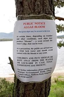 Notices: Blue-green Phytoplankton Algal Bloom