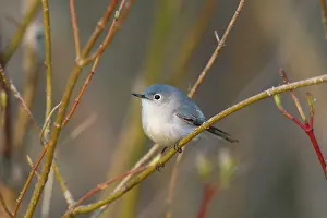 Gnatcatcher: Blue-grey Gnatcatcher