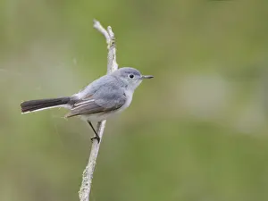 Ohio: Blue Grey Gnatcatcher Polioptila caerulea Magee