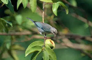 Thraupis: Blue-grey Tanager
