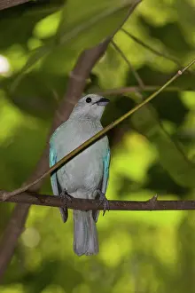 Jurong: Blue-grey Tanager