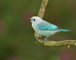 William: Blue-grey tanager (Thraupis episcopus)