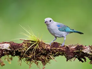 Tanagers: Blue Grey Tanager Thraupis episcopus Ecuador BI0