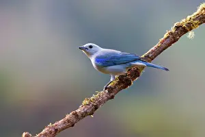 Dota: Blue-grey Tanager Thraupis episcopus San Gerardo de Dota, Co