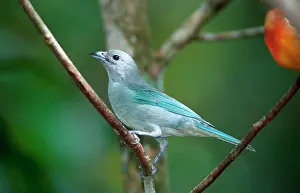 Hans D Dossenbach: Blue-grey Tanager - In tree