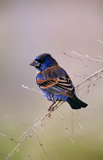 Grosbeaks: Blue GROSBEAK