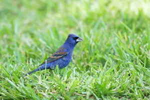 Guiraca: Blue Grosbeak