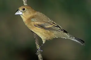Guiraca: Blue Grosbeak