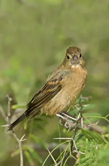 Grosbeaks: Blue Grosbeak