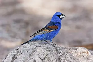 Grosbeaks: Blue Grosbeak - adult male