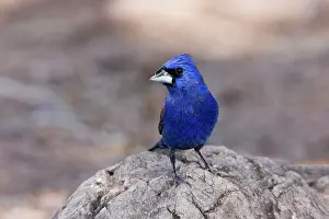 Grosbeaks: Blue Grosbeak - adult male