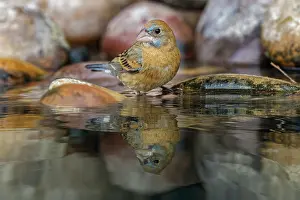 Adam: Blue grosbeak. bathing, Rio Grande Valley, Texas