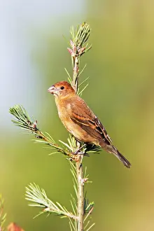 Guiraca: Blue Grosbeak - first winter plumage - October