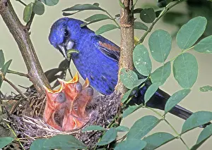 Passerina: Blue Grosbeak (Guiraca caerulea)