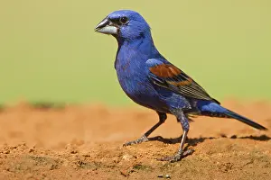Grosbeak: Blue Grosbeak (Guirana caerulea) adult male