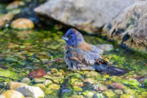 Passerina: Blue Grosbeak (Passerina caerulea) male bathing