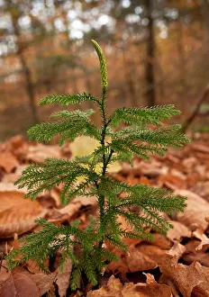 Adirondack: Blue Ground Cedar / Blue Ground Pine