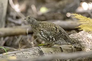Obscurus: Blue Grouse