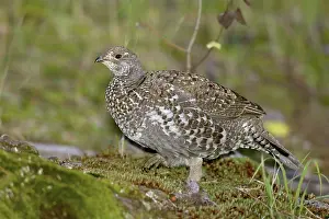 Obscurus: Blue Grouse