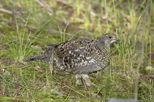Obscurus: Blue Grouse