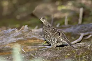 Obscurus: Blue Grouse