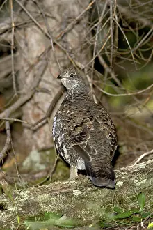 Obscurus: Blue Grouse