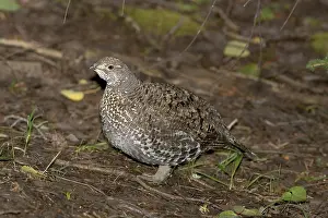 Obscurus: Blue Grouse