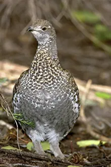 Obscurus: Blue Grouse