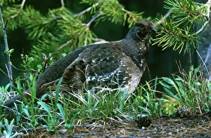 Obscurus: Blue Grouse