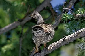 Tetraonidae: Blue Grouse (Dendragapus obscurus)