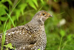 Chordate: Blue grouse, Dendragapus obscurus, Mount