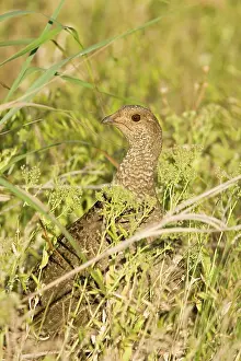 Obscurus: Blue grouse - female