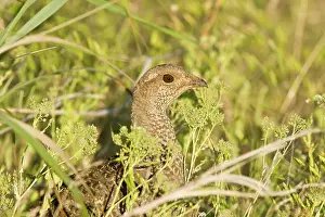 Obscurus: Blue grouse - female