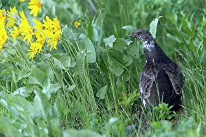 Obscurus: Blue Grouse - female Grand Teton National Park
