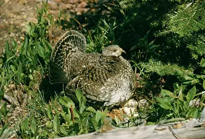 Richardson: BLUE GROUSE - Female at nest with eggs