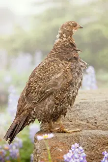 Obscurus: Blue Grouse - among flowers