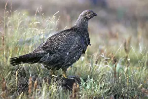 Obscurus: Blue Grouse Hen