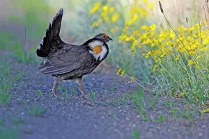 Obscurus: Blue Grouse male