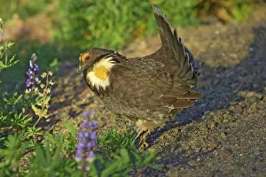 Obscurus: Blue Grouse - Male