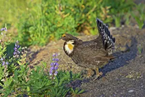 Obscurus: Blue Grouse - Male