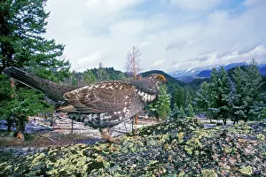 Obscurus: Blue Grouse - male