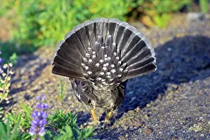 Obscurus: Blue Grouse - male displaying
