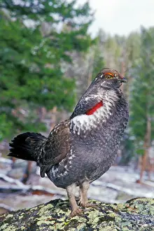 Obscurus: Blue Grouse - male performing spring mating display