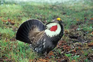Obscurus: Blue Grouse - male performing spring mating display