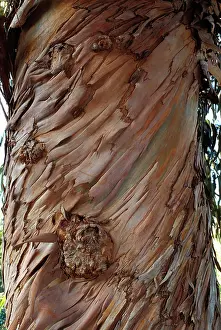 Globulus: Blue Gum Tree - bark
