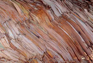 Globulus: Blue Gum Tree - bark