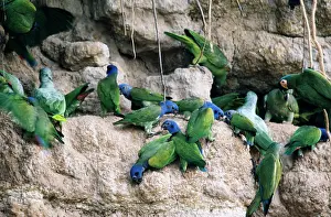 Zoopharmacognosy: Blue-haeded Parrot - at a clay lick